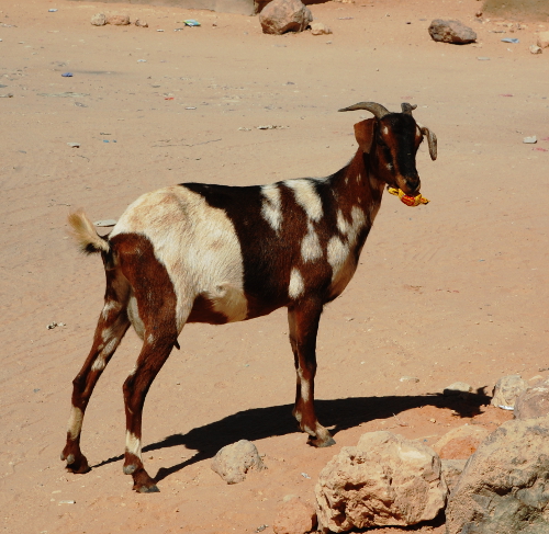 Smara