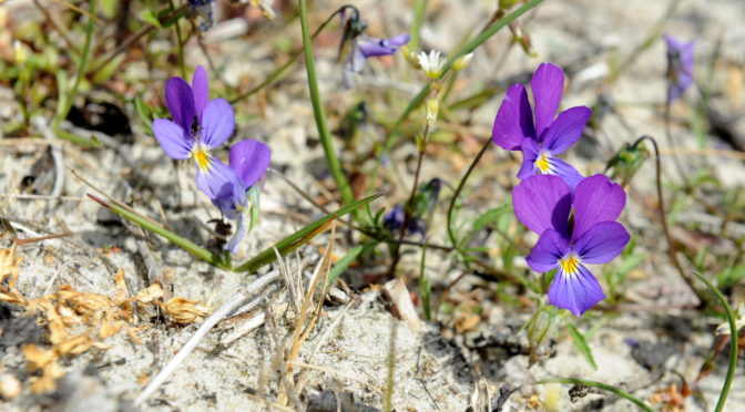 Klit-Stedmoderblomst