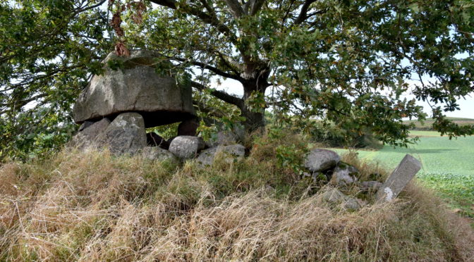 Dyssekamre i Dyreborg Skov