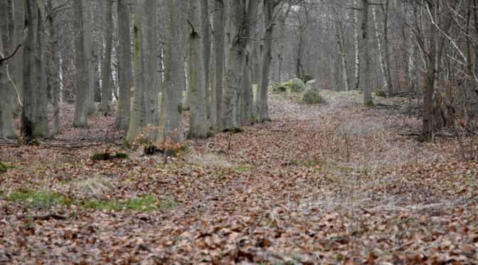 Oldtidshøje i Freerslev Hegn