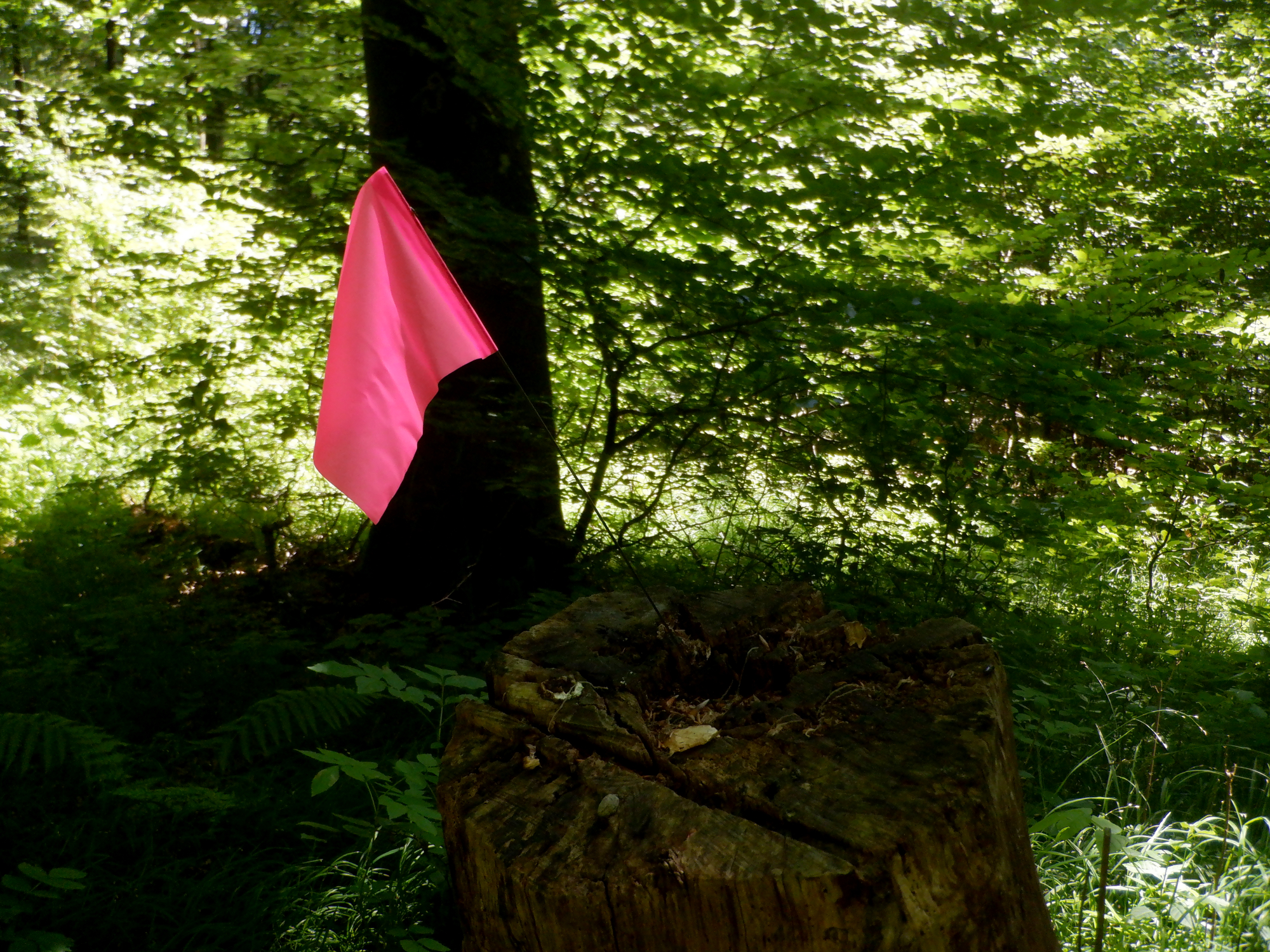 Et rødt flag i skoven