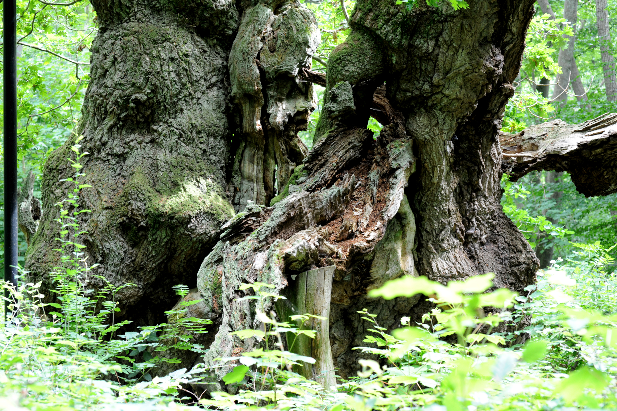 Et stor gammelt træ - kroget stamme