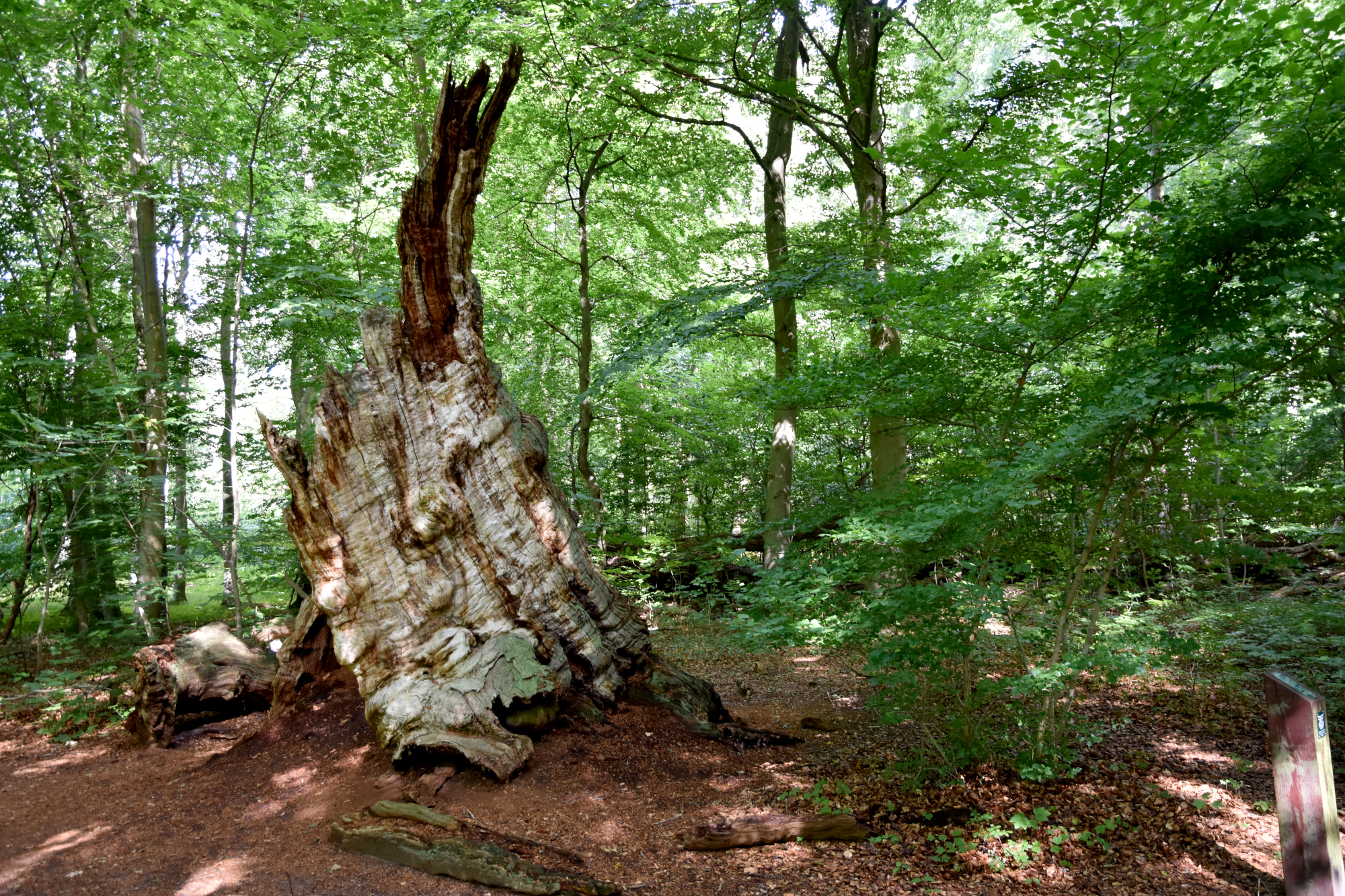 Et dødt gammelt træ