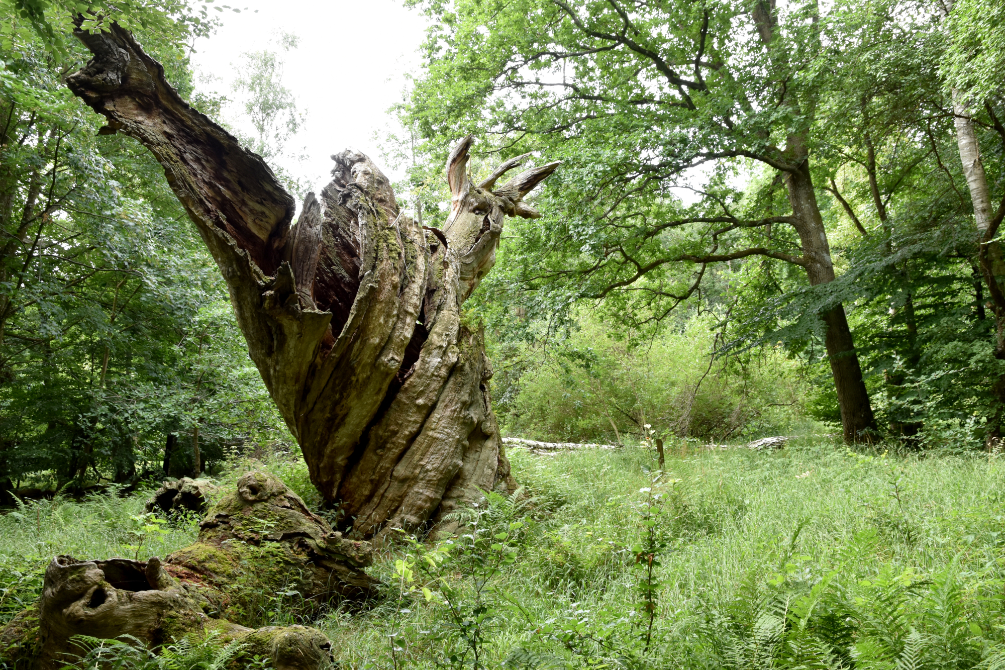 Et dødt gammelt træ med snoet stamme
